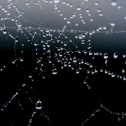 Spinnennetz_card