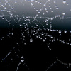 Spinnennetz_thumb