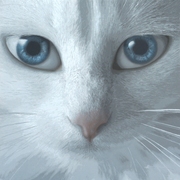 Harrys_cat_card