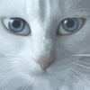 Harrys_cat_thumb