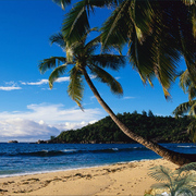 1008a-tropical_queen_card