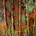 Dsc06998_square