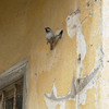Sparrow_thumb