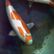 Koi_card