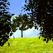 A_beautiful_meadow_card