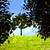 A_beautiful_meadow_tiny_square