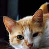 Cat_thumb