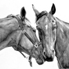 Horse_drawing_005_thumb