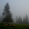 Dsc03568_thumb