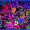 Snailz-den--nebula-krabb-22_thumb