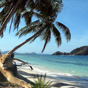1014-tropical_sea_lioness_card