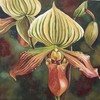 Lady_silppers_20x20_2006_thumb