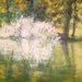 Ljus_buske_005_square