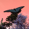 Blue_pink_butterfly_thumb