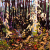 October_birch_thumb
