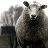 Love-in-fur_thumb