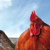 No-chickens_thumb