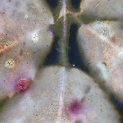 Blatt_card