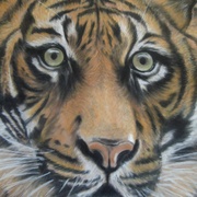 Tiger_card
