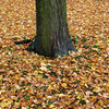 Blaettermeer_thumb