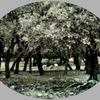 East_of_eden_11w72_rgb_thumb