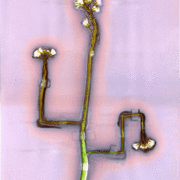 Eckpflanze_card