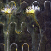 Litera_2006_leuca2-_card
