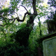 2008_1012arnosvale0249_card