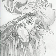Rooster_watermerk_small_card