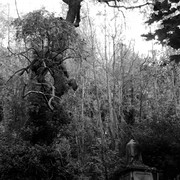 Spooky_tree_bw2_card