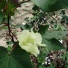 Dsc00564_thumb