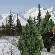 1017-wild_northwest_card