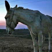 Burro_b_card