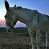 Burro_b_thumb