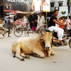 This_is_india_thumb