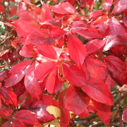 Img_0006_card