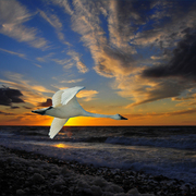 1018-swan_sunset_card