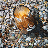 Alcorn_birdrocks_kildeer_thumb