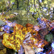 2008_10_19_0004_edited-1_card