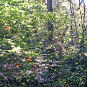 2008_10_19_0005_edited-1_card