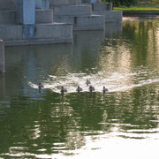Picture_749_card