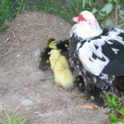 Picture_1138_card