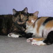 Picture_991_card