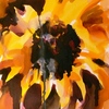 The_sunflower_thumb
