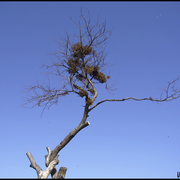 The_tree_card