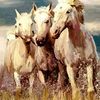 Horse_fun_thumb