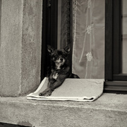 Dog2_card