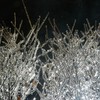 Iceonbushes_thumb