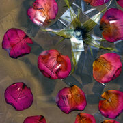 Rose_2_card