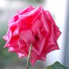 Rose1edit1_thumb